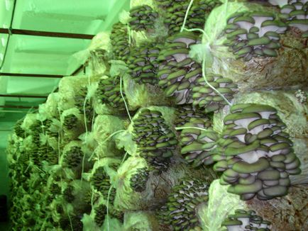 Cultivarea ciupercilor stridie la tehnologia acasă - pentru detalii!