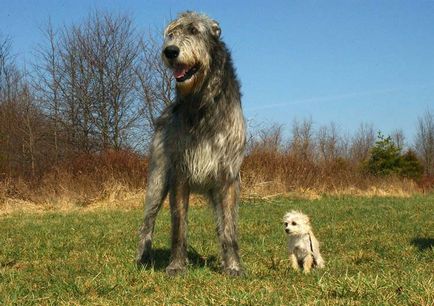 Wolfhound rasa de câine sau o descriere numire ogarul, fotografii