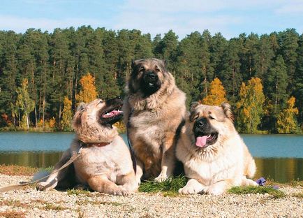 Wolfhound rasa de câine sau o descriere numire ogarul, fotografii
