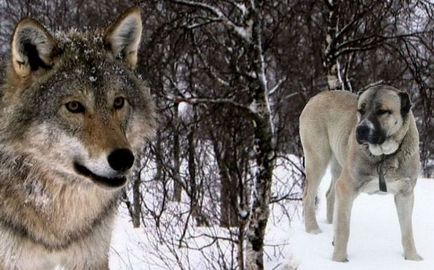 Wolfhound rasa de câine sau o descriere numire ogarul, fotografii