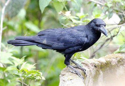 Raven negru aeriană (corone Corvus), câmp atribute zona biotope ciori habitat