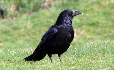 Raven negru aeriană (corone Corvus), câmp atribute zona biotope ciori habitat