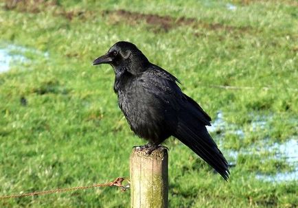 Raven negru aeriană (corone Corvus), câmp atribute zona biotope ciori habitat