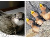 Corbi și ciori - acestea sunt diferite păsări diferențe și asemănări