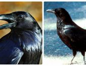 Corbi și ciori - acestea sunt diferite păsări diferențe și asemănări