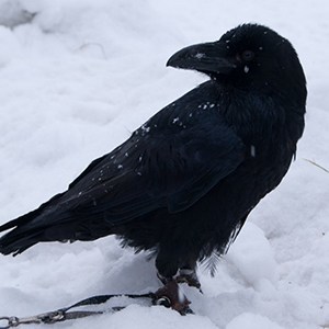 Crow și Raven - semne și superstiții - semne, credințe populare - toate materialele - • • zonatigra