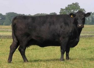 Cel mai important dintre vaca de reproducție Aberdeen-Angus