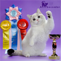 WSC pisoi Scottish Fold