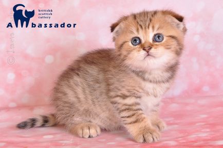 WSC pisoi Scottish Fold