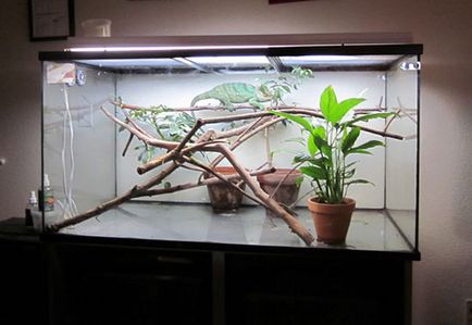 Chameleon în casa decât atât hrana pentru animale și uite (intern) Chameleon la domiciliu ce să se hrănească și cum să aibă grijă