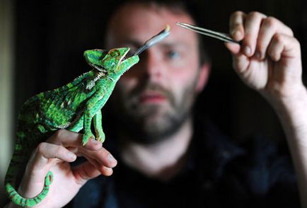 Chameleon în casa decât atât hrana pentru animale și uite (cameleonic la domiciliu) Chameleon la domiciliu ce să se hrănească și cum să aibă grijă