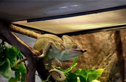 Chameleon în casa decât atât hrana pentru animale și uite (cameleon) Chameleon la domiciliu ce să se hrănească și cum să aibă grijă