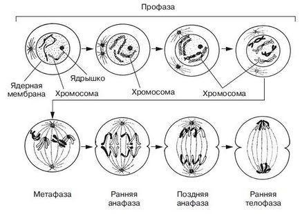 Fazele caracteristice ale mitozei