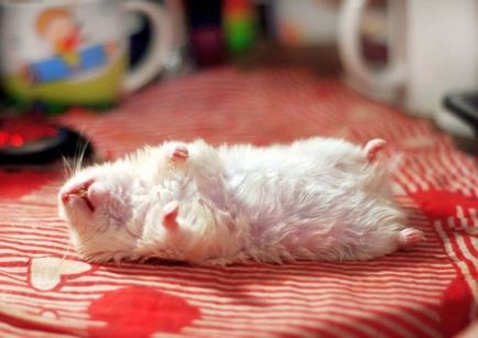 Hamster pe moarte pentru a înțelege cum și ce să facă