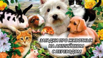 Ghicitori despre animale în limba engleză cu traducere în 18 ghicitori cu răspunsuri (traducere) Ghicitori despre animale în limba engleză cu traducere 18 ghicitori cu răspunsuri