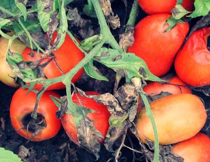 frunze galbene de tomate într-o seră, pete galbene, de ce, foto, video