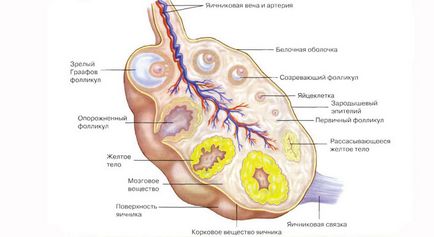 Corpus luteum in ovar pe ultrasunete - ceea ce este și cum sarcina