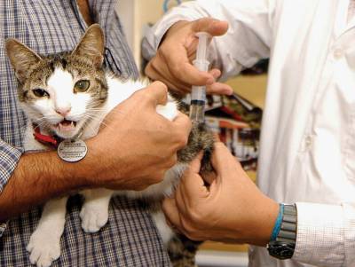 zoonoze care sunt comune pentru pisici și oameni
