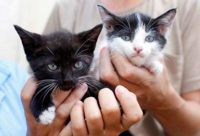 zoonoze care sunt comune pentru pisici și oameni