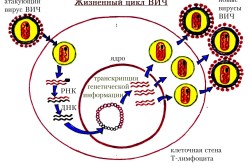 стоп ЗПСШ