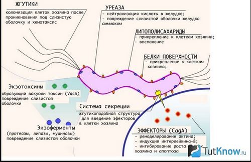 бактерія