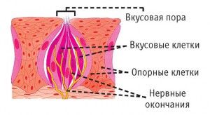 як лікувати шорсткий язик