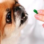 хвороби собак і їх лікування