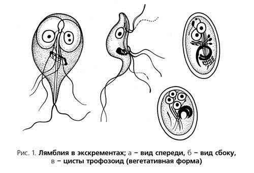 як лікувати лямблії у дорослого