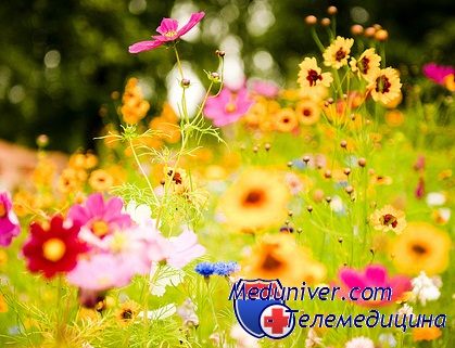 лікування алергії на квітковий пилок