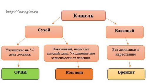 як лікують коклюш у дорослих