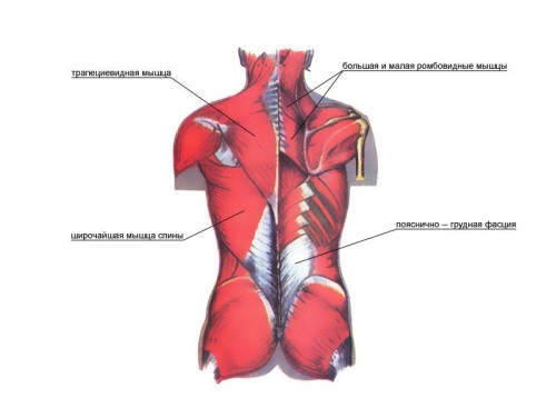 спину потягнув розтягнення м'язів симптоми дії