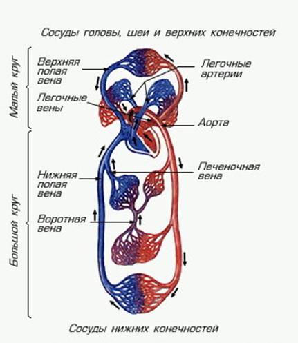 як лікувати тромбоемболії легенів