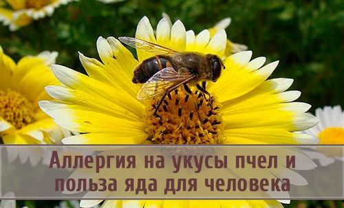 як лікувати алергію на бджолину отруту