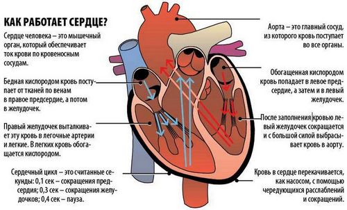 аритмія у дитини симптоми і лікування дихальна серце причини 10 років 7 6 3 9 чим небезпечна виражена