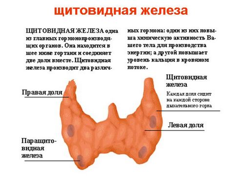 як лікувати аутоімунний зоб