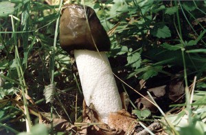 як лікувати псоріаз грибом веселка