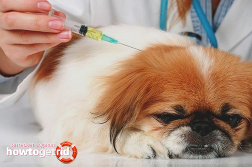 лікування чуми у собак