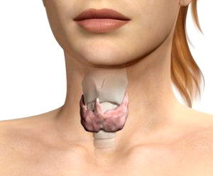 паренхіматозні вузли щитовидної залози ознаки