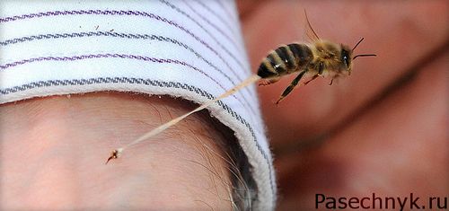 як лікувати алергію на бджолину отруту