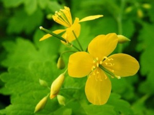 як лікувати кісту печінки народними засобами