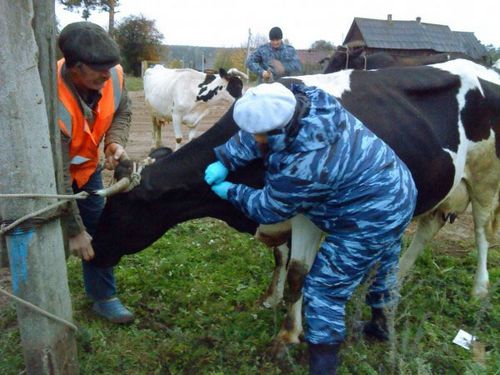 як лікувати мастит у корови