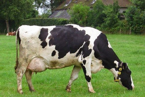як лікувати мастит у корови