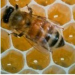 як лікувати варикоз медом