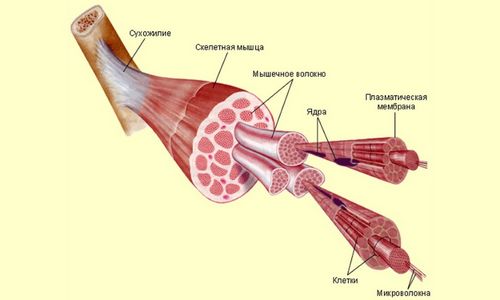 як лікувати розтягнення м'язів гомілки