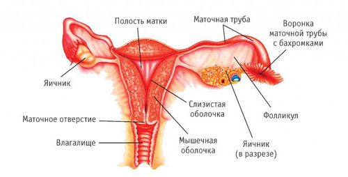 як лікувати варикоз матки
