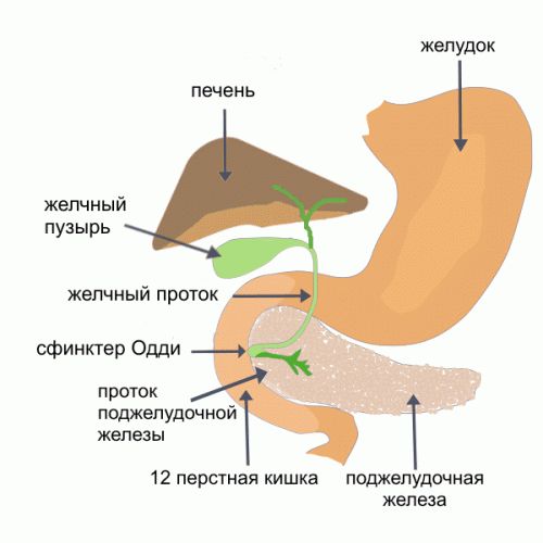 викид жовчі в шлунок симптоми і лікування багато причини чому закидається діагностика відео