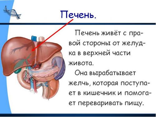 лікування печінки