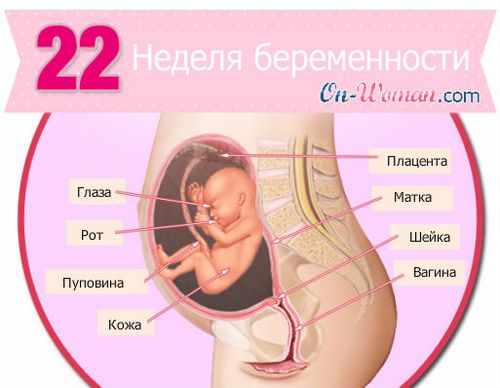 вагітність 22 тижні фото вагітність 22 тижні фото