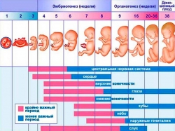 3 тиждень вагітності: що відбувається, ознаки і відчуття 3 тиждень вагітності: що відбувається