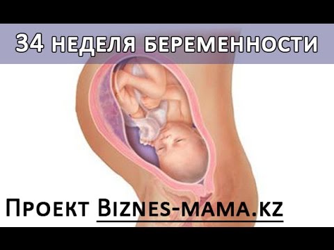щоденник вагітності 8 тиждень щоденник вагітності 8 тиждень
